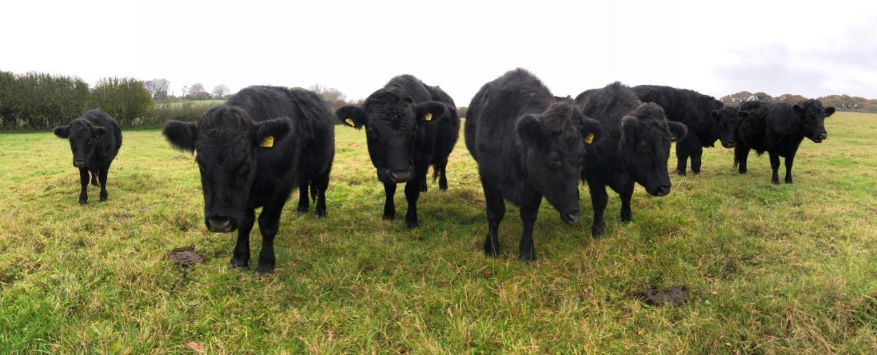 Yellowham Farm, Dorchester Higher Bockhampton Екстер'єр фото