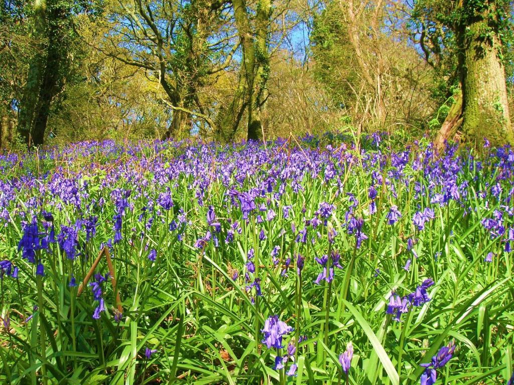 Yellowham Farm, Dorchester Higher Bockhampton Екстер'єр фото