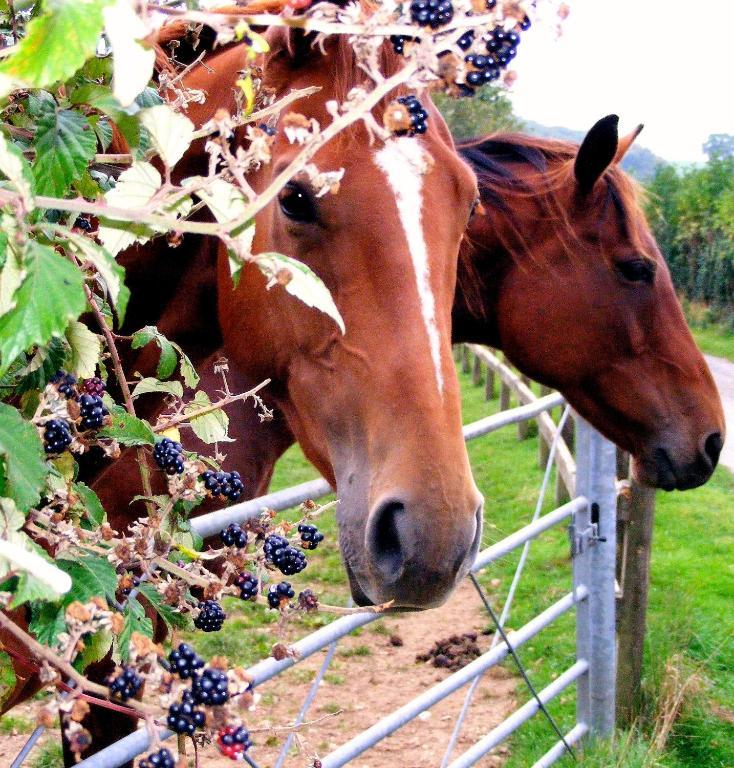 Yellowham Farm, Dorchester Higher Bockhampton Екстер'єр фото