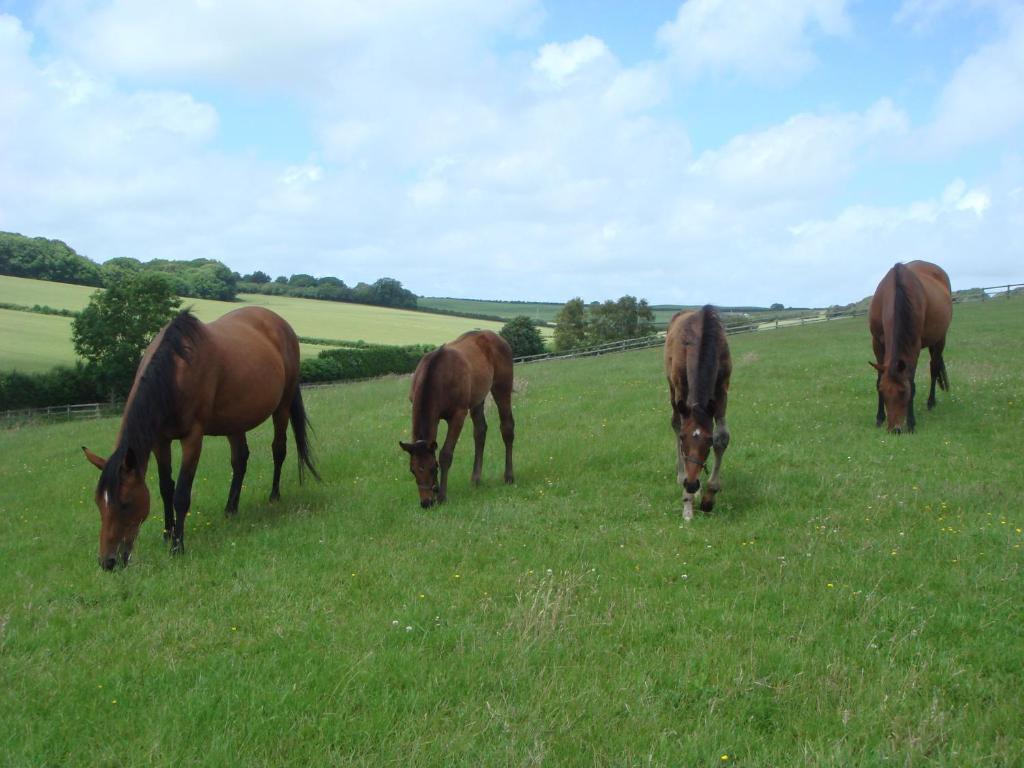 Yellowham Farm, Dorchester Higher Bockhampton Екстер'єр фото