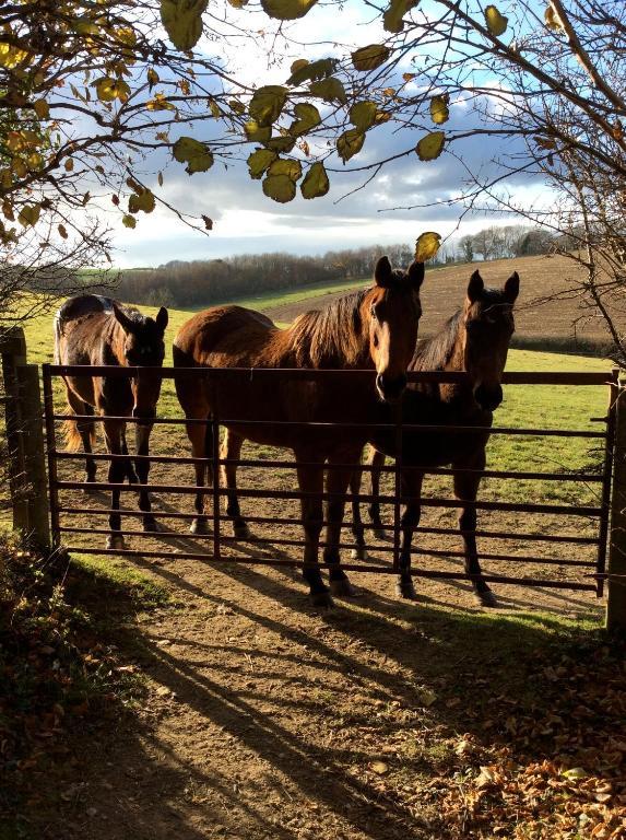 Yellowham Farm, Dorchester Higher Bockhampton Екстер'єр фото